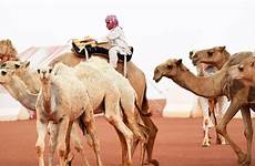 camel saudi arabia beauty pageant pageants allure miss competition