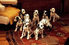 101 dalmatians puppies 1996 tv movie popsugar facts animals fun