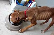 euthanized syracuse attic admits starving scoring chained gaining spca probation recovering