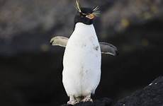 rockhopper