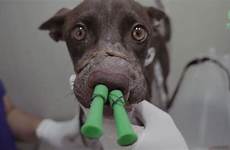 tortured dog rescue namtan