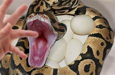 snake protecting eggs her