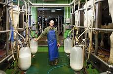 milking cows dairy machines farmer canada portrait columbia chilliwack british dissolve stock cavan d1129