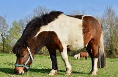 pony shetland breed smallest adorable pixabay