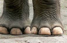 elefantes patas elefante huellas