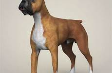 boxer perro artstation modeling iconicidad escala