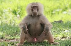 baboon sagrado flickr