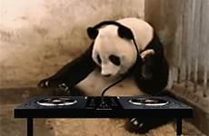 funny animal gifs gif animals dj panda cute odd dr giphy pandas
