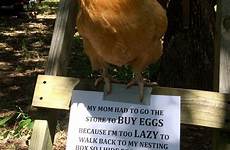 chicken funny memes shaming chickens fat pet buff animal cute humor orpington amy hilarious dog coops funnies animals choose board