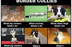 collie collies pasji iz facebooka humorous cachorros owners