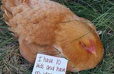 shaming chickens funny confuse shamed prove proving amusement infinite innerstrengthzone