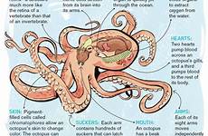 octopuses octopus anatomy body characteristics kids facts hearts cycle bones reproduction three gills species blood which through habitats marine