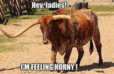 horny feeling imgflip meme memes bull funny hey ladies