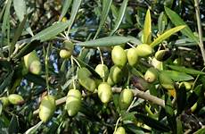 olivier ooreka tailler verte