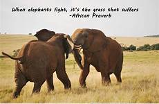 elephants african fight grass when suffers quotes proverb proverbs funny sayings elephant famous life africa friendship people afro quotesgram inspirational