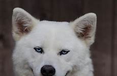 akita dog inu husky blue weather blanc berger eyes american siberian cold eskimo face breeds wolfdog suisse breed samoyed dogs