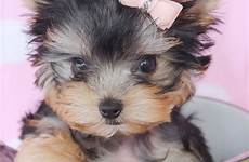 puppies 1000 teacup yorkie tzu shih under puppy 1500