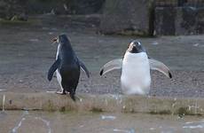 gentoo rockhopper penguins zoochat