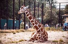 giraffes zoos captivity urged european following worldanimalnews