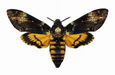 esfinge moth africana polilla calavera hawk hawkmoth dictionary acherontia atropos deaths collinsdictionary misanimales