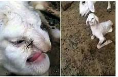 sheep human face born birth animals weird dog baby giving gives strange do devil family cats any funny