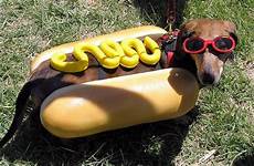 hotdog dachshund