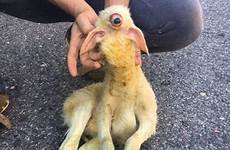 lamb sheep cyclops eyed means born without died quickly breathe nightmares stuff very comments reddit natureismetal wtf
