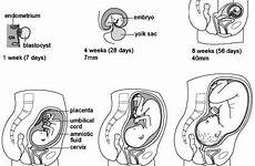 pregnancy stages development week diagram pregnant baby changes facts women signs weird woman first symptoms womb known care until different