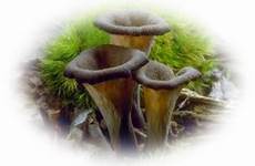 tubes champignons