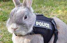 police rabbit vest people rescue overload heavy thread cute bunz miss source yourdailydish