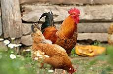 chickens raising hen rooster chicken hens raise start almanac old started flock spacing size