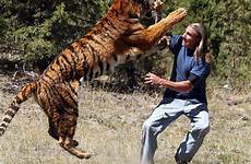 tiger attack unbelievable animal attacks human animals attacking humans express shocking