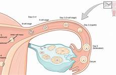 fertilization implantation humans oocyte occurs ovary majors soon