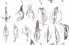 vagina draw hentai variety drawing foundry vaginas girls reference step tips tutorials flower