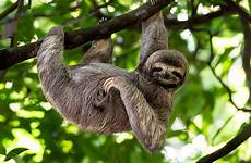 sloth toed three sloths tropical tree large species forests pygmy animal wwf endangered hanging costa rica body habitat american wild