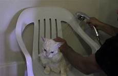 shower cat wash