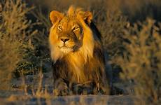 lion african animals king wildlife male