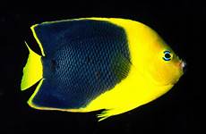 rock beauty indo wallpaper wallpapers fish underwater colorful yellow color beautiful