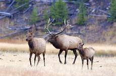 calf elk