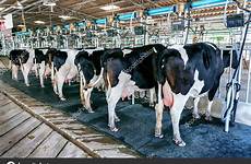 milking cow cows farm facility machines stock modern hotmail depositphotos