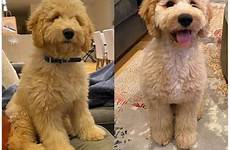 goldendoodle haircuts grooming goldendoodles swoon labradoodle