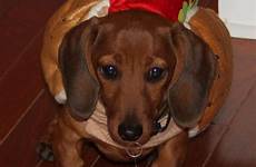 dachshund dog costume hot dogs puppy cute hotdog puppies weiner wiener costumes choose board too