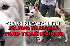 anjing kintamani