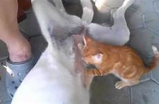 breastfeeding cat dog