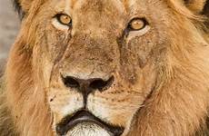 lions lion save panthera cecil funston paul