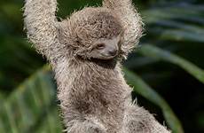sloths sleep toed brown throated three fifteen eighteen hours per comments awwducational