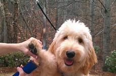 goldendoodle haircuts grooming labradoodle haircut standard mini goldendoodles dog types golden styles puppy hair doodles labradoodles hairstyles style 1000 boy