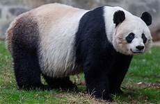 panda giant cub zoo welcomes overjoyed precious national big re