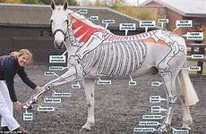 anatomia krop hestens veterinaria skeletal equinos skeleton muscles ossos músculos equino galloping judging huesos anatómico axial anatomie esqueleto equine comparada