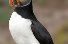 scottish puffin rock island natural smithsonian